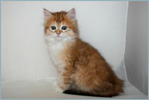 Female Siberian Kitten from Deedlebug Siberians